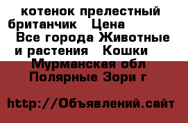 котенок прелестный британчик › Цена ­ 12 000 - Все города Животные и растения » Кошки   . Мурманская обл.,Полярные Зори г.